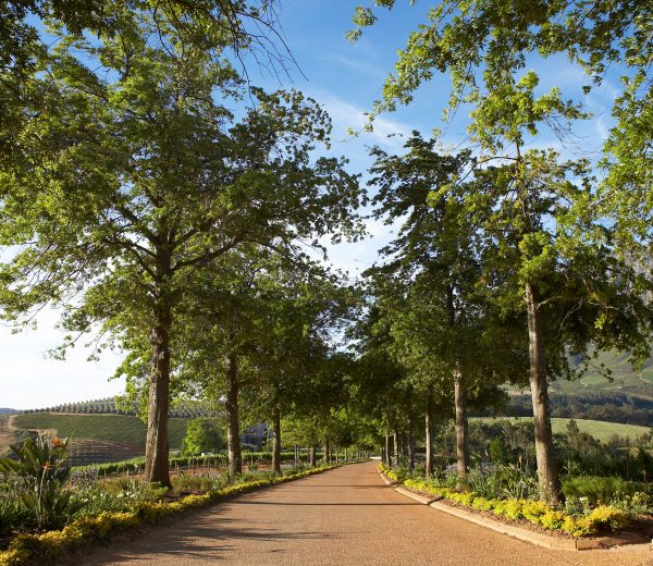 The Delaire Graff Estate treelined entrance driveway