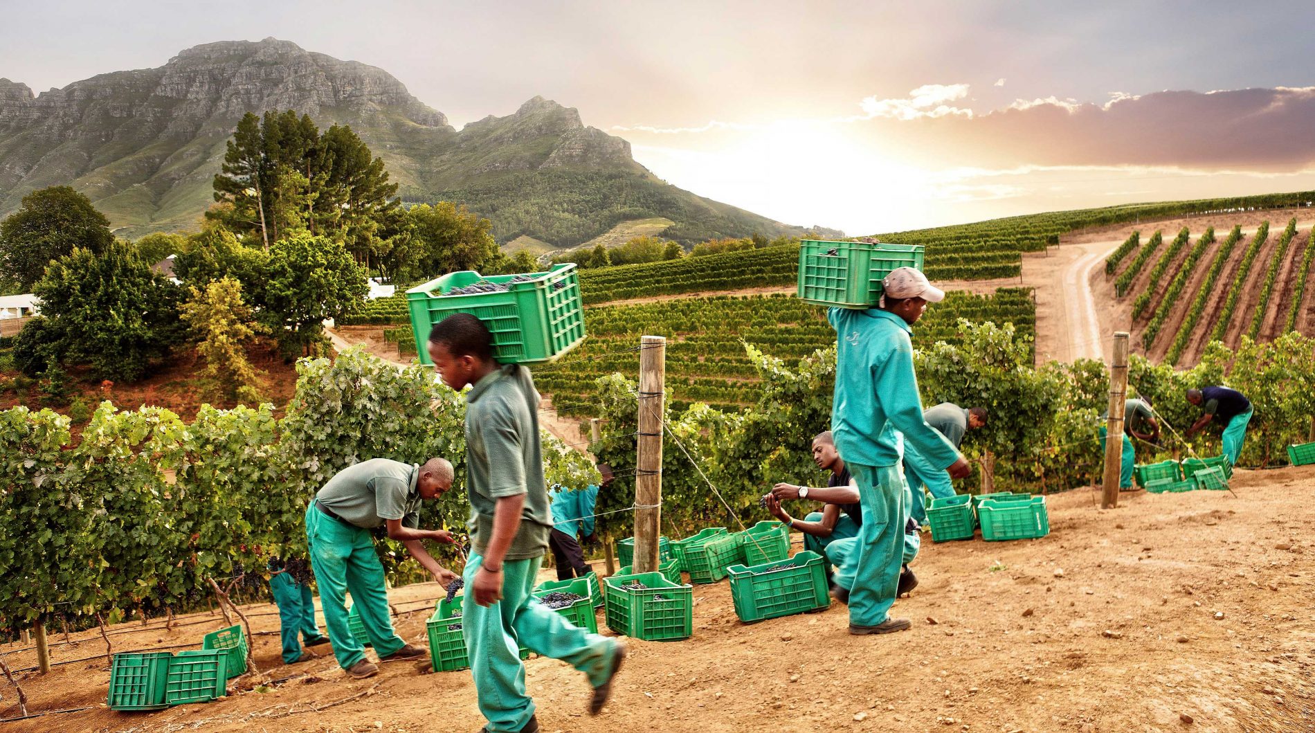 The Delaire Graff Estate winery team during harvest selecting grapes from the vines