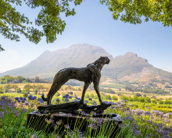 A Dylan Lewis Cheetah sculpture in the gardens of Delaire Graff Estate