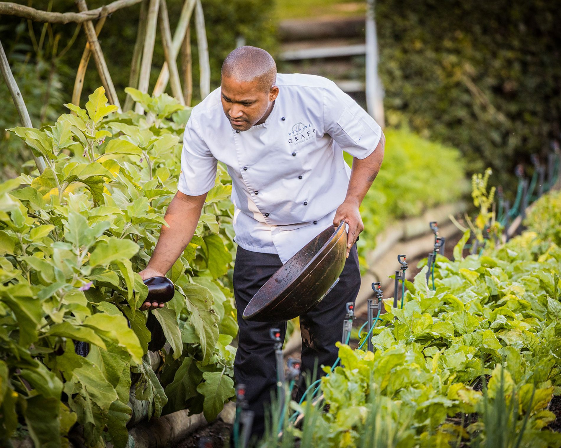 Chef Virgil Khan picking organic vegetables in the Delaire Graff Estate kitchen Gardens