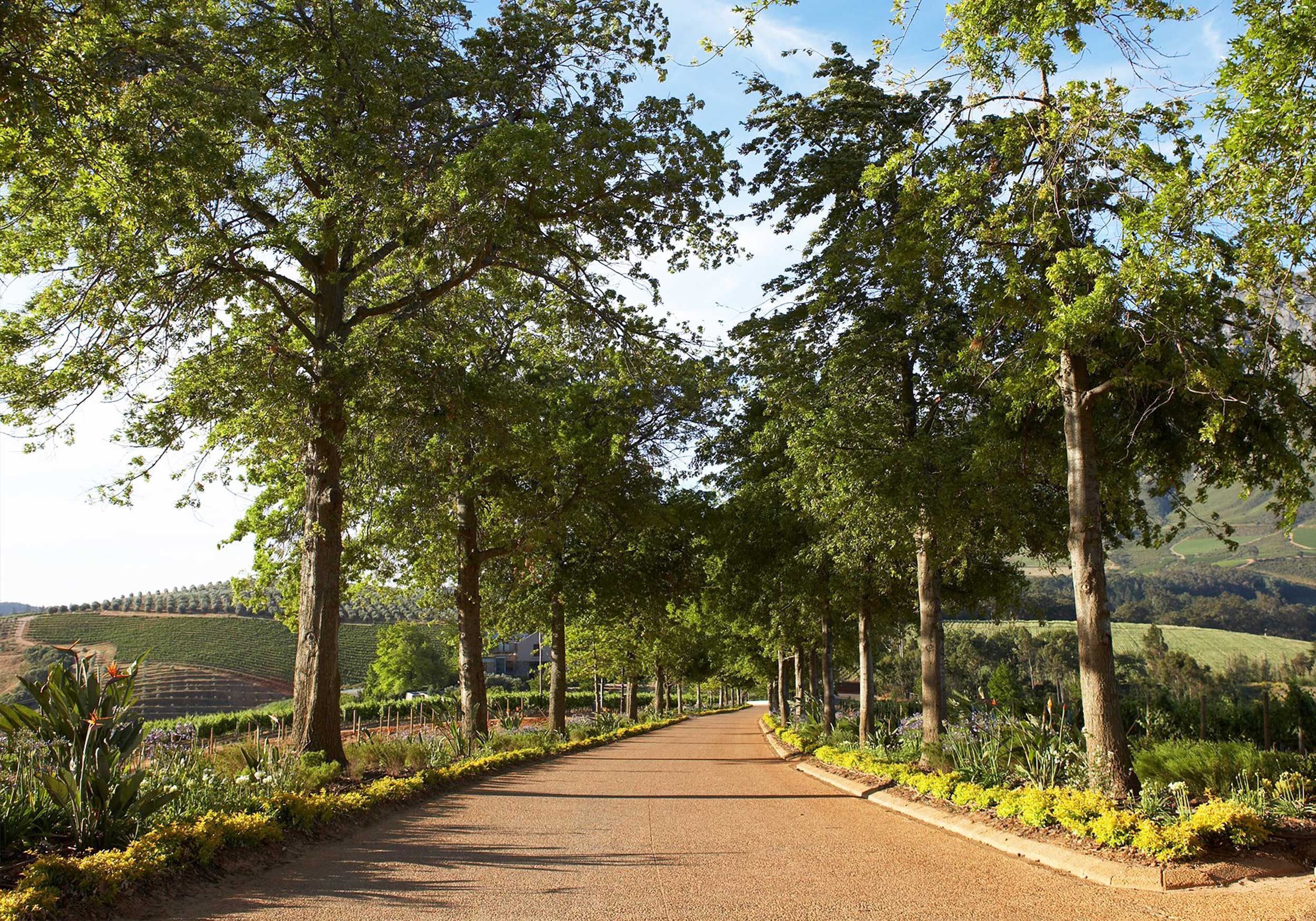 The tree-lined driveway into Delaire Graff Estate