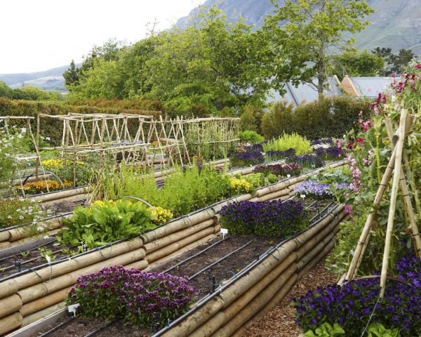 the organic kitchen garden at Delaire Graff Estate