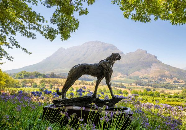 A Dylan Lewis Cheetah sculpture in the gardens of Delaire Graff Estate