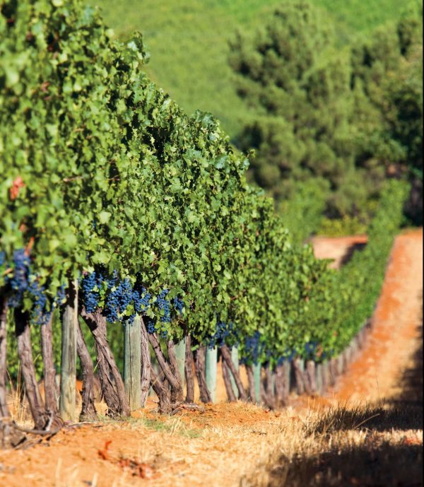 A row of vines at Delaire Graff Estate vineyard