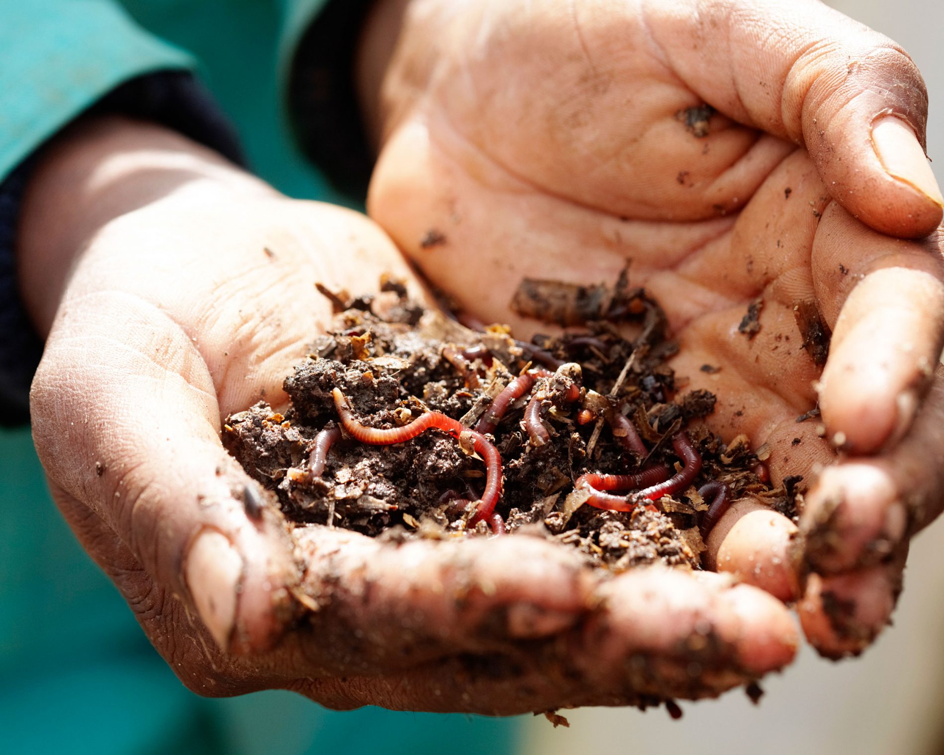 Earth worms in the palms of a gardener's hands at Delaire Graff Estate