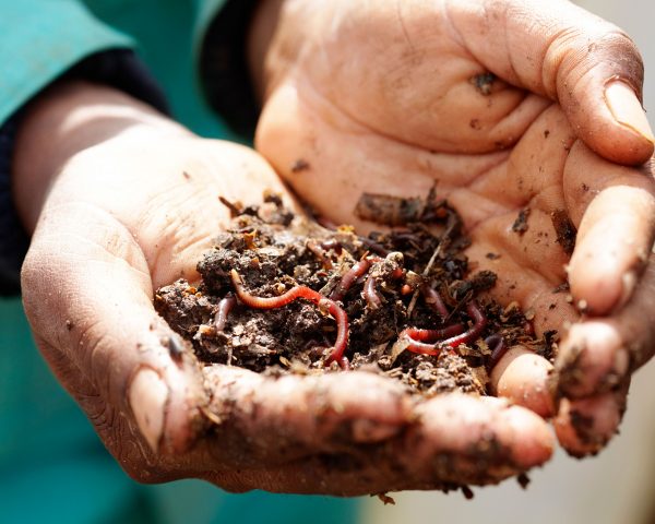 Earth worms in the palms of a gardener's hands at Delaire Graff Estate
