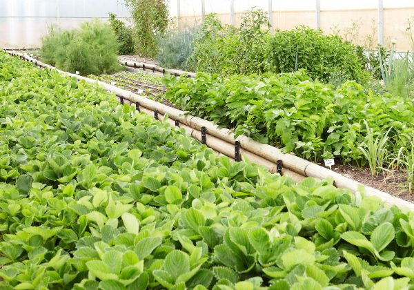 The poly-tunnel gardens at Delaire Graff Estate