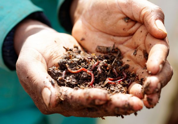 Earth worms in the palm of a gardener's hands