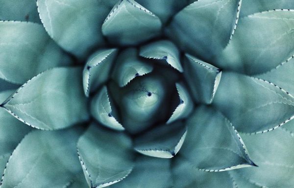 close up detail of a succulent plant