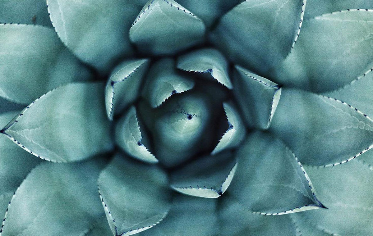 A macro view of a succulent plant