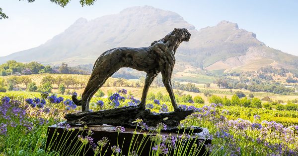 A Dylan Lewis Cheetah sculpture in the gardens of Delaire Graff Estate