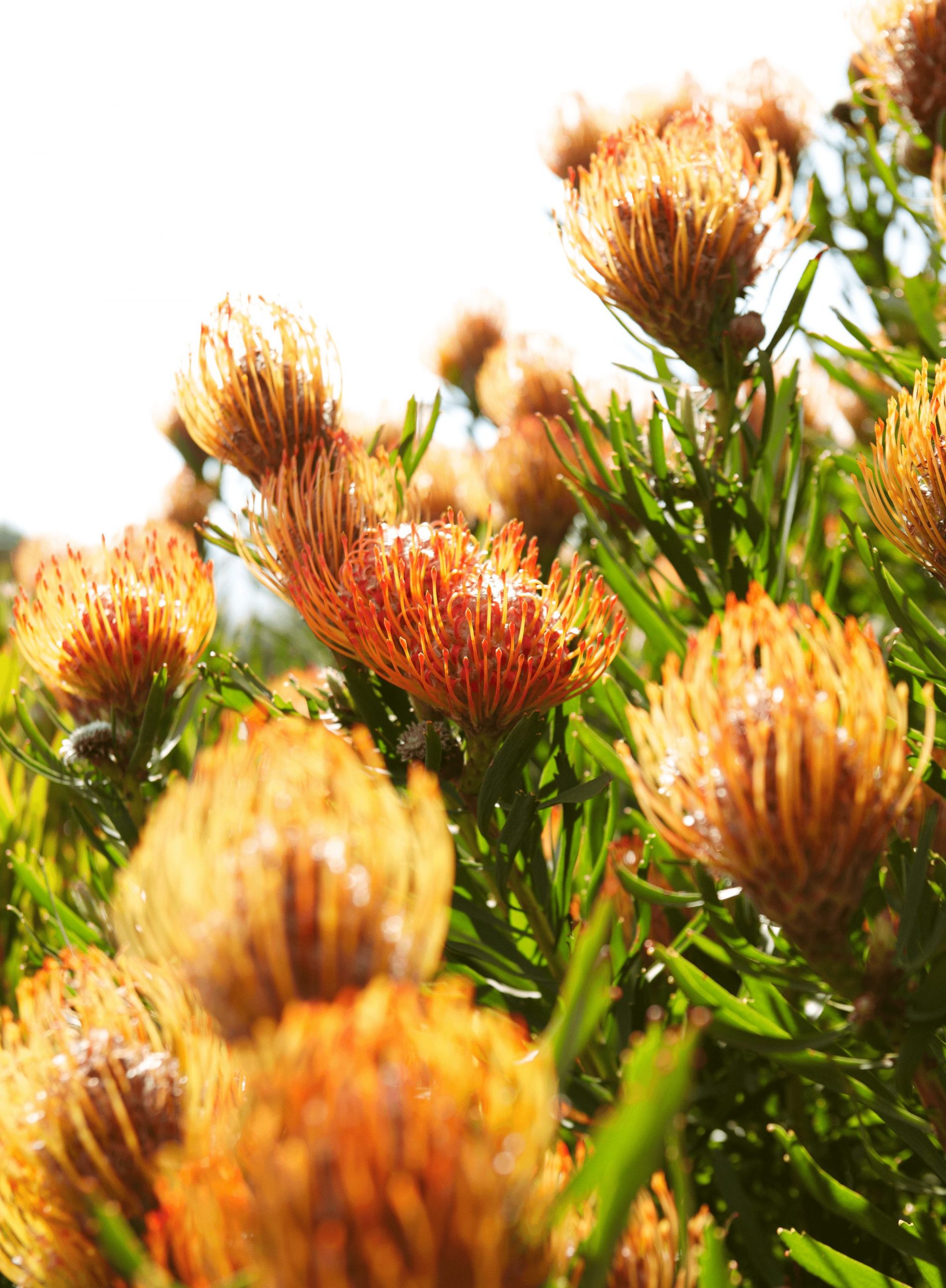 Delaire Graff Estate Proteas