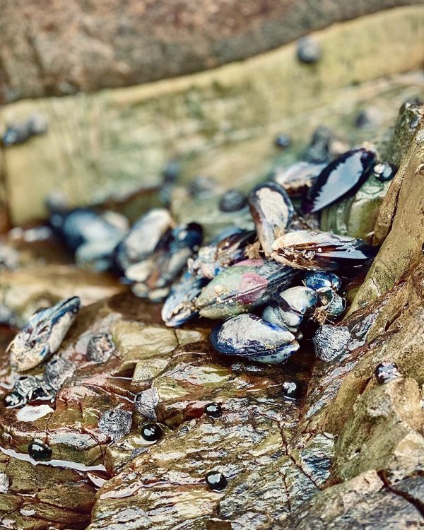 Chef Virgil Kahn’s Gochujang Mussels