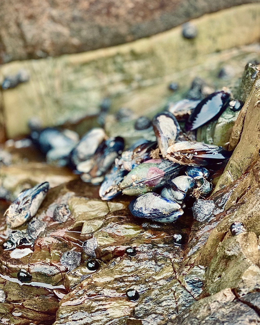 Chef Virgil Kahn’s Gochujang Mussels