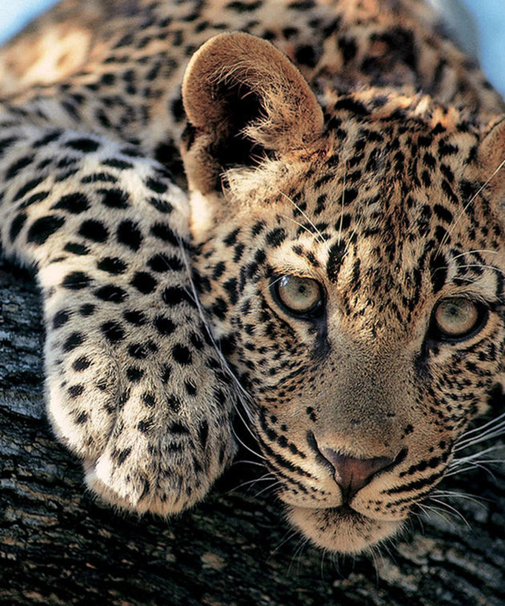 Leopard at Londolozi, Kruger, South Africa
