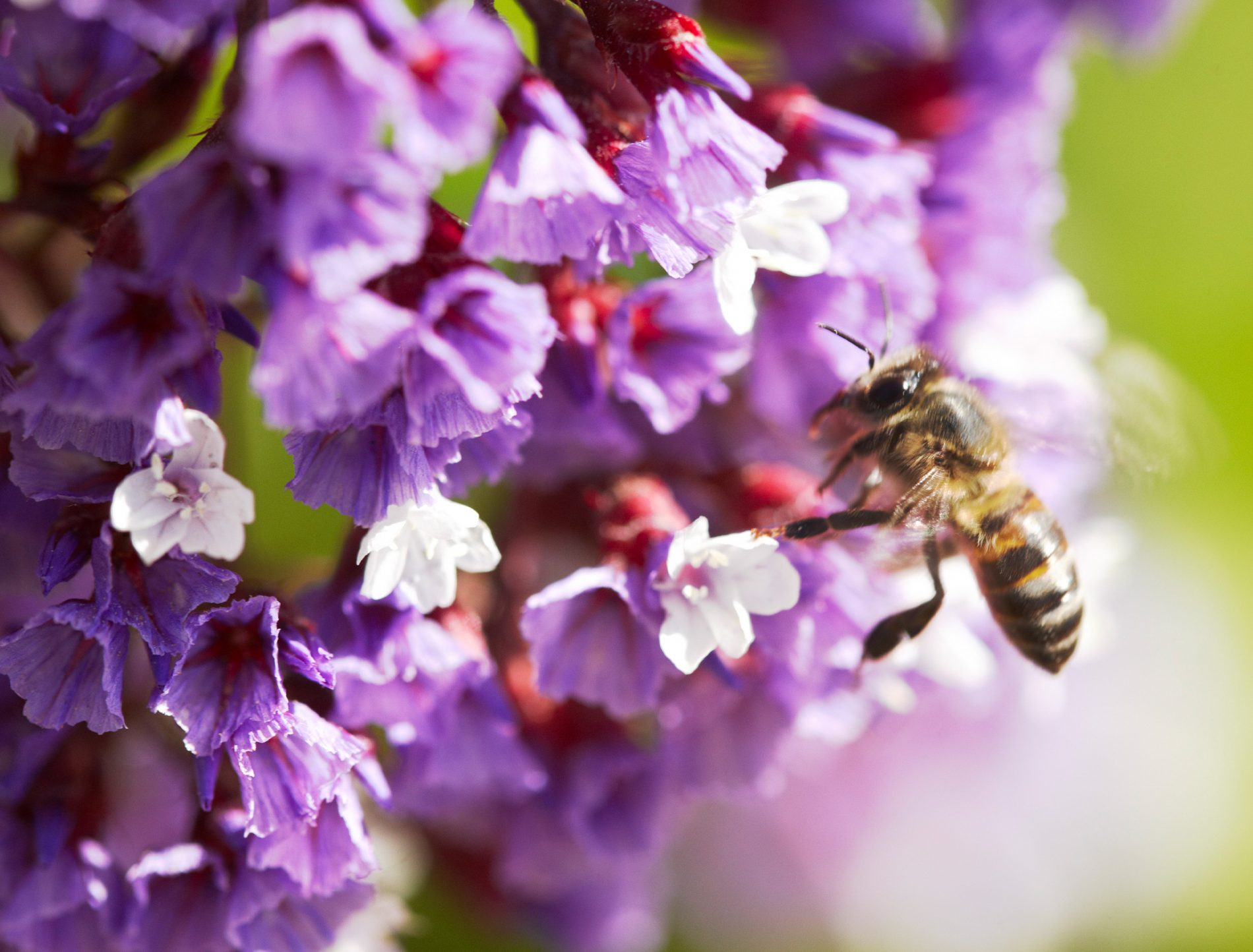 Spring At Delaire Graff Estate