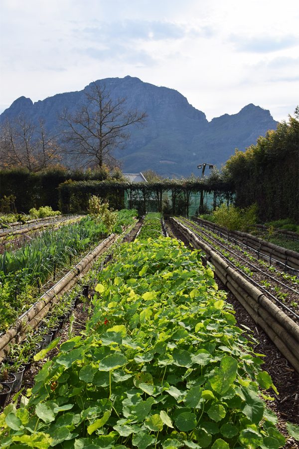 Gardening for the Future at Delaire Graff
