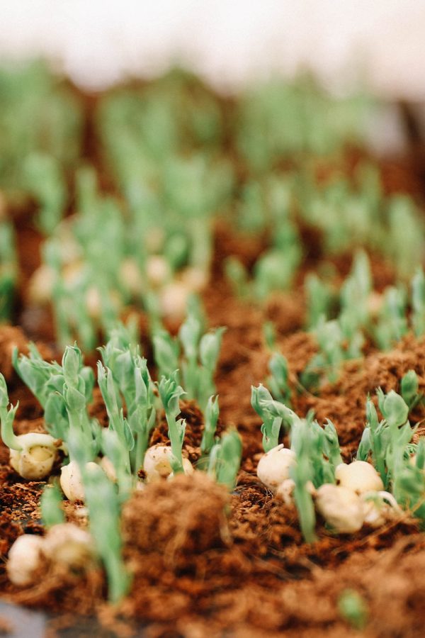 Delaire Graff Estate Greenhouse Microgreens